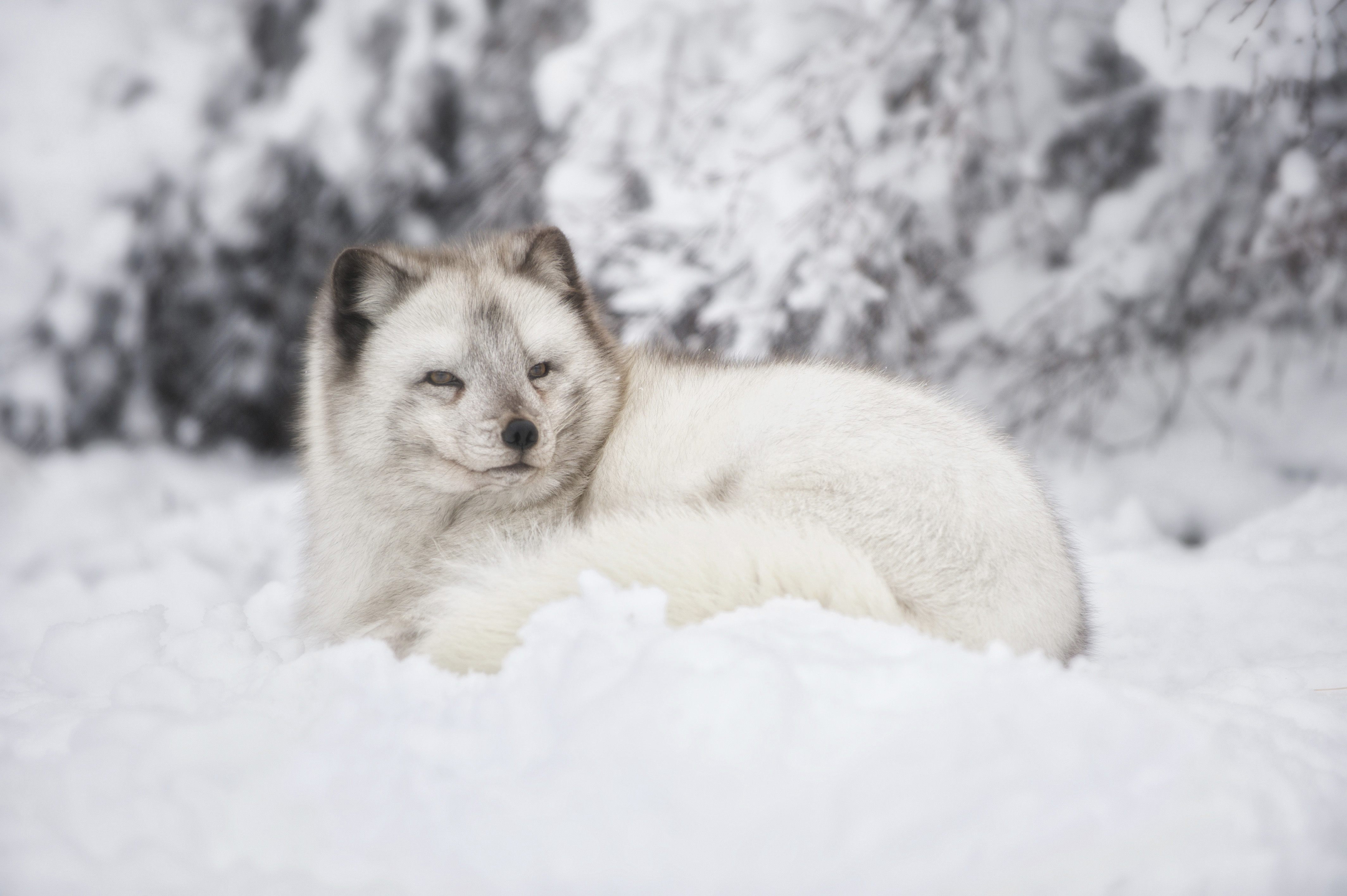 Arctic fox in the snow at Highland Wildlife Park